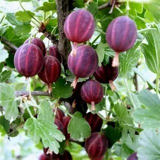 Крыжовник сорта характеристика