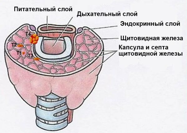 Рак щитовидной железы - симптомы, признаки.