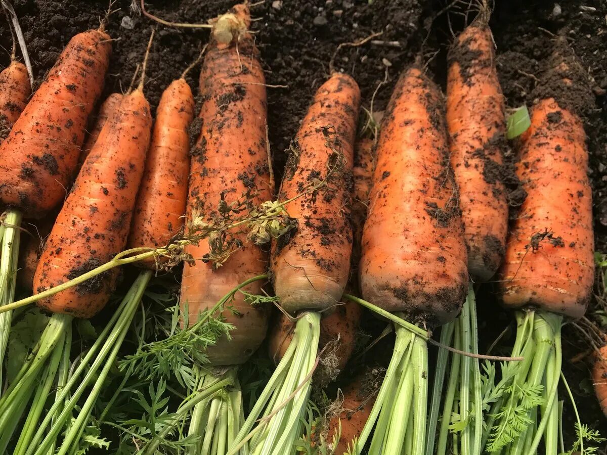 Морковь. Корнеплоды. Морковь растет. Форма корнеплода моркови.