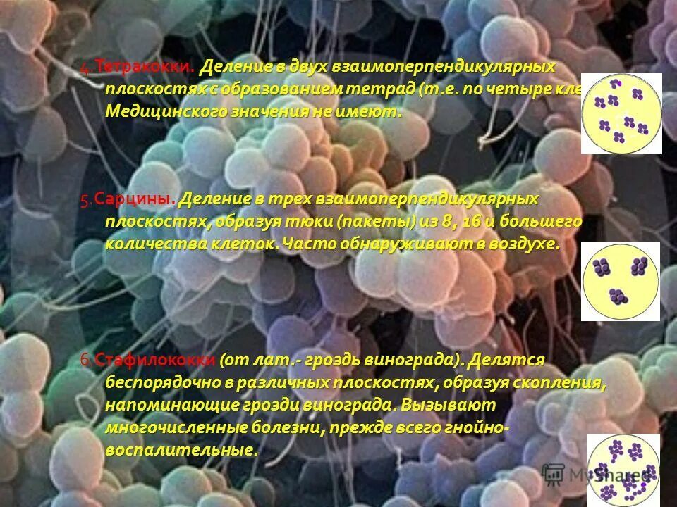 скопления бактерий напоминающие внешне грозди винограда называются