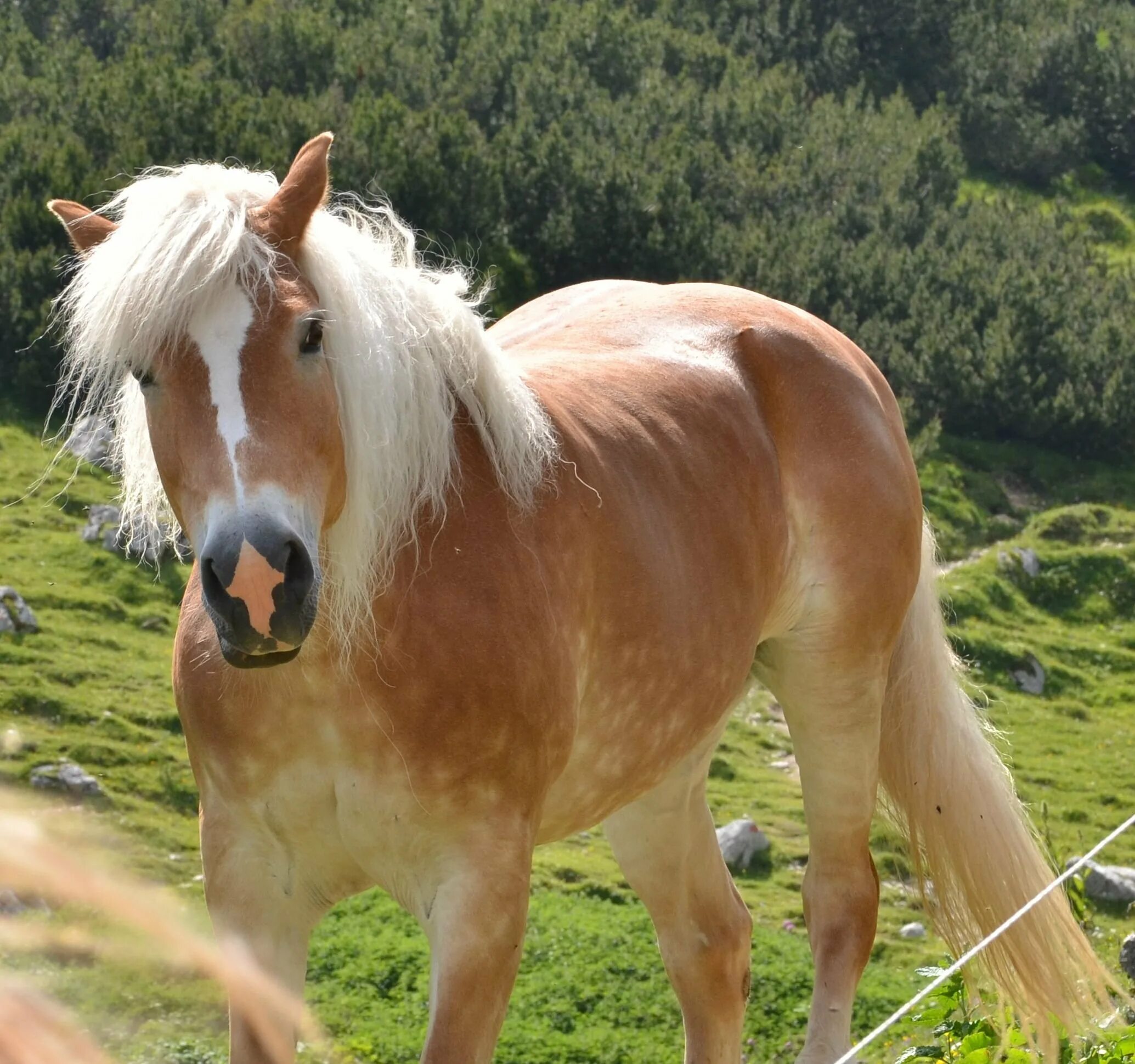 Pony фото. Пони породы Хафлингер. Пони настоящие. Лошади и пони. Пони живые.