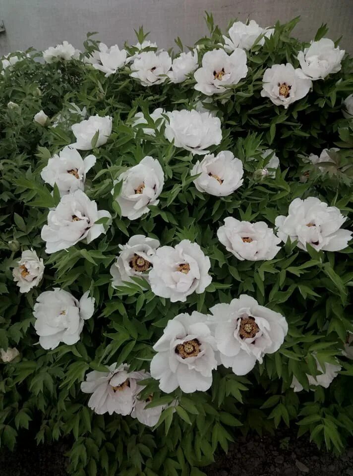 Пион Рока (Paeonia rockii): описание, фото, посадка и уход,отзывы