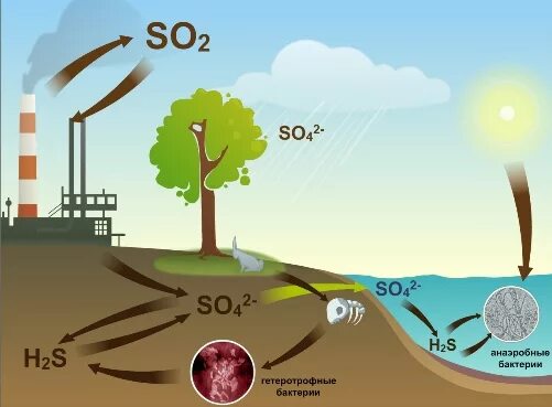 Роль микроорганизмов в круговороте серы. Круговорот серы в природе схема. Круговорот серы в природе рисунок. Круговорот серы в биосфере схема. Круговорот серы в природе.