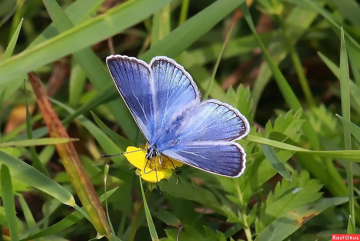 Голубянки чудесной shijimiaeoides divina