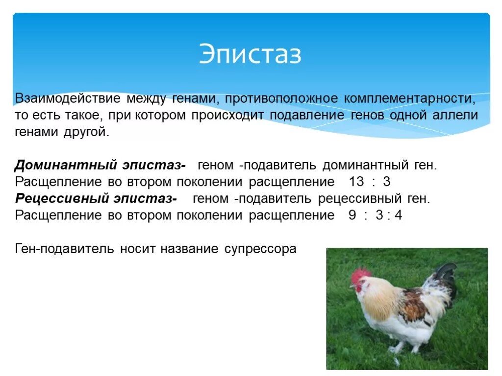 Ген подавляемый другим аллельным геном. Неаллельные гены эпистаз. эпистаз генетика. неаллельные взаимодействия генов эпистаз. неаллельные гены доминантный эпистаз.