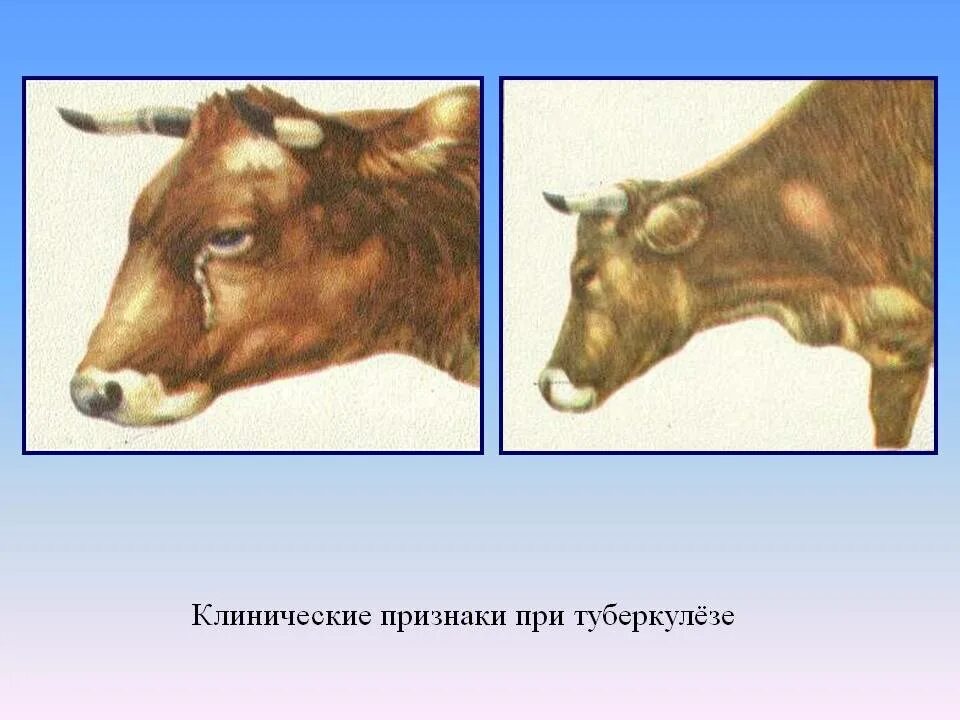 Туберкулез у коров. Эмфизематозный карбункул эмкар КРС. Туберкулез коров животных.