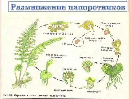 После оплодотворения у папоротника