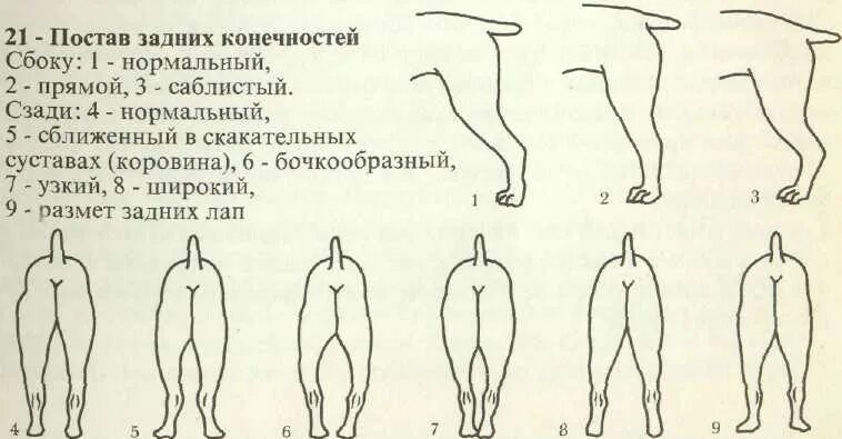 У собаки разъезжаются лапы. Дисплазия суставов у собак. Постав задних конечностей у собак вид сбоку. Дисплазия скакательных суставов у собак.