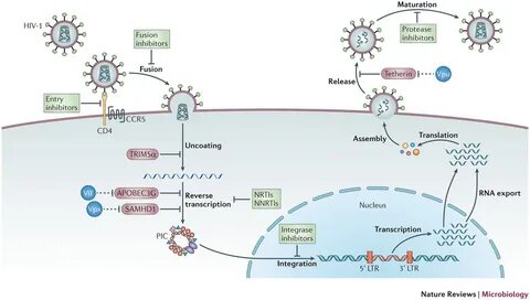 Hiv 1