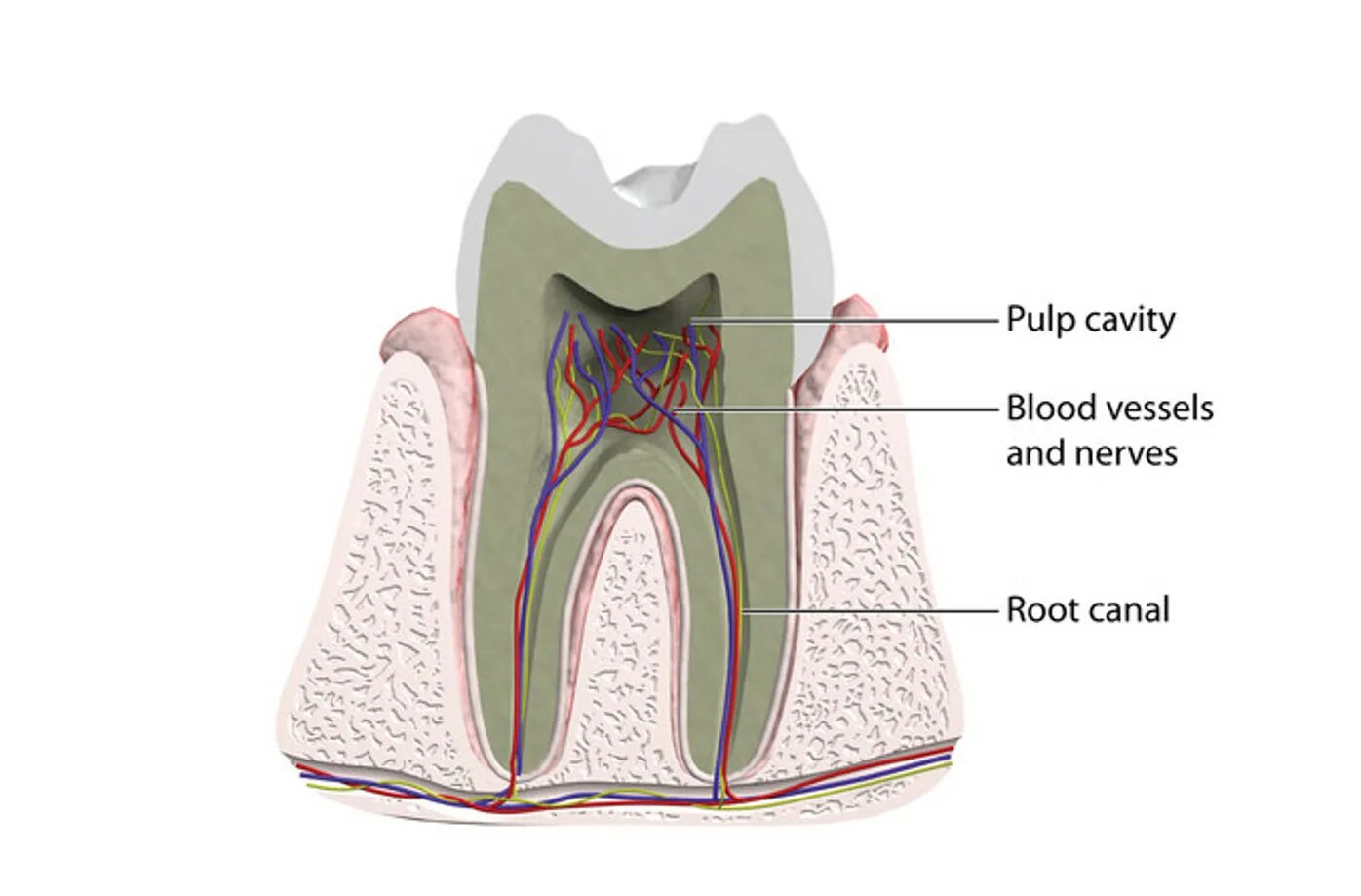 Root canal. The Pulp cavity.