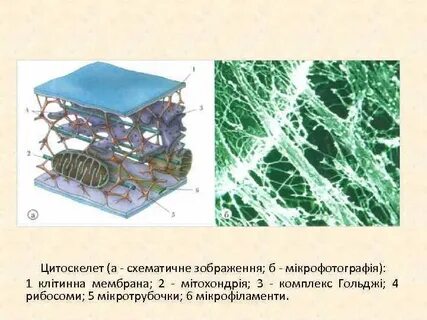 Цитоскелет мембрана