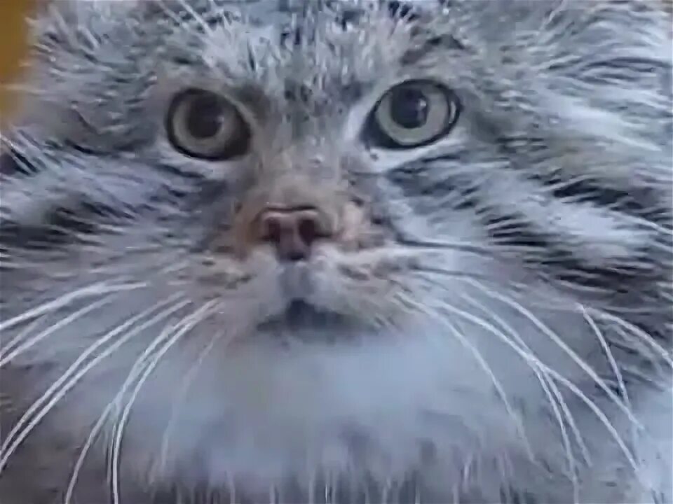 Злобное лицо. Злой кот. Видео сердитый. Видео сердитый. Унылый кот.