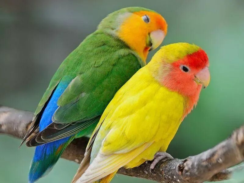Почему попугай неразлучник. Попугай неразлучник желтый. Попугай неразлучник самка желтая. Африканский желтый попугай неразлучник. Попугай неразлучник самец и самка.