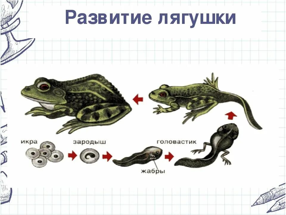 Конспект рост и развитие животных 8 класс. Цикл развития лягушки схема. Цикл развития лягушки 3 класс. Схема развития лягушки биология. Этапы развития лягушки 3 класс.