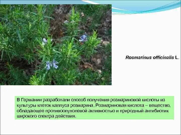 Розмариновая кислота вред. Розмариновая кислота. Розмариновая кислота препараты. Розмариновая кислота вред. Лечебная трава розмарин.