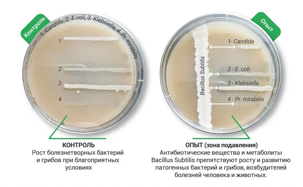 Как отличить воды от выделений. Бактерии Bacillus subtilis. Bacillus subtilis микробиология. Bacillus stearothermophilus штамма 1518. Bacillus subtilis колония.