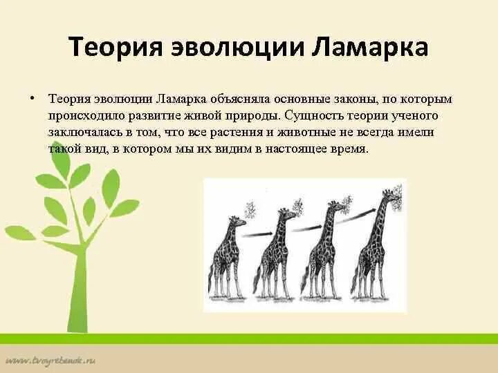 Эволюция бывшие. Теория эволюции ламарка. ламаркистская теория эволюции. теория ж б ламарка. эволюция по ламарку.