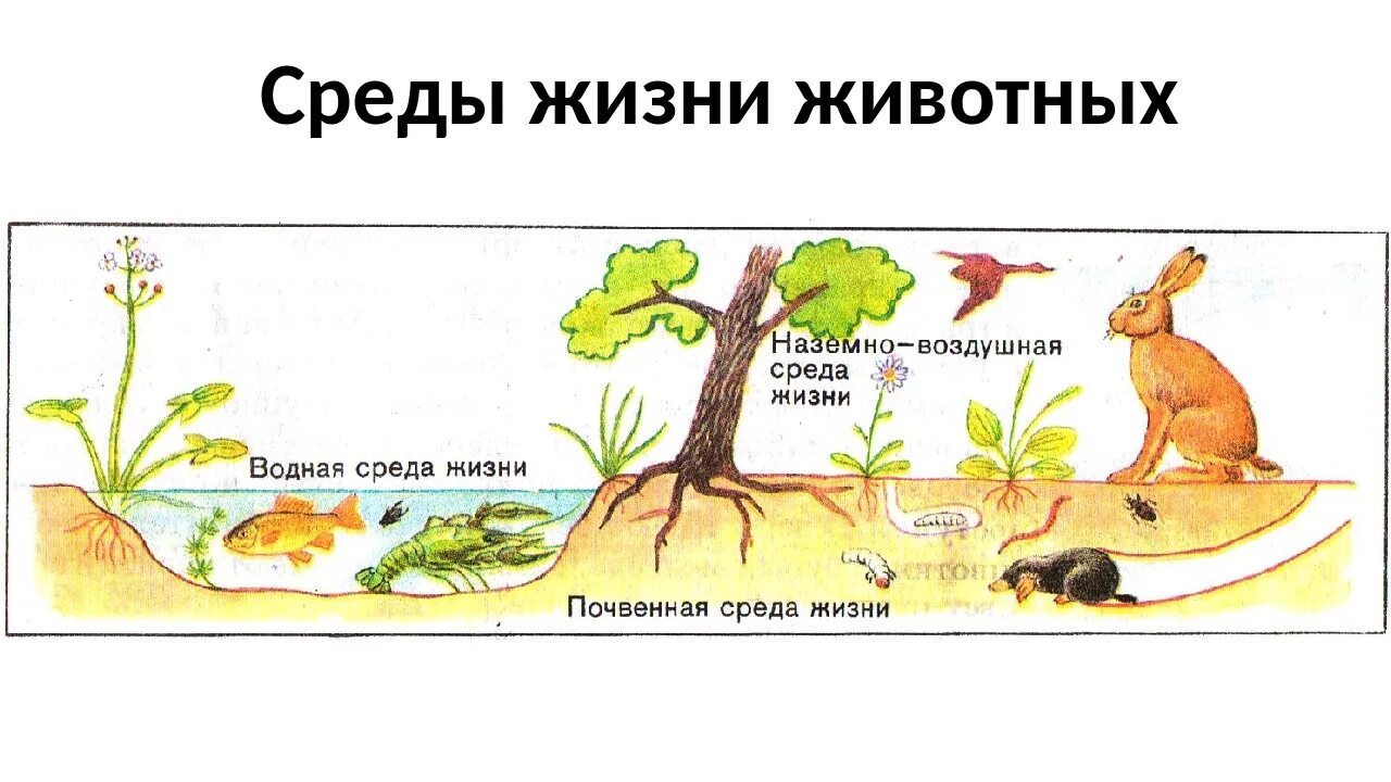 Среды жизни. Среды жизни на земле. Среды жизни организмов. Организмы в разных средах жизни. Среды жизни 9 класс биология