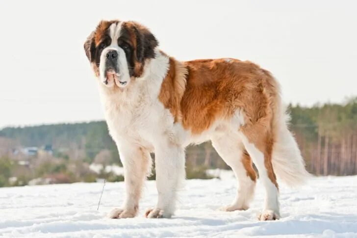 Pin on pucci poo in 2024 St bernard dogs, Dogs and puppies, Bernard dog