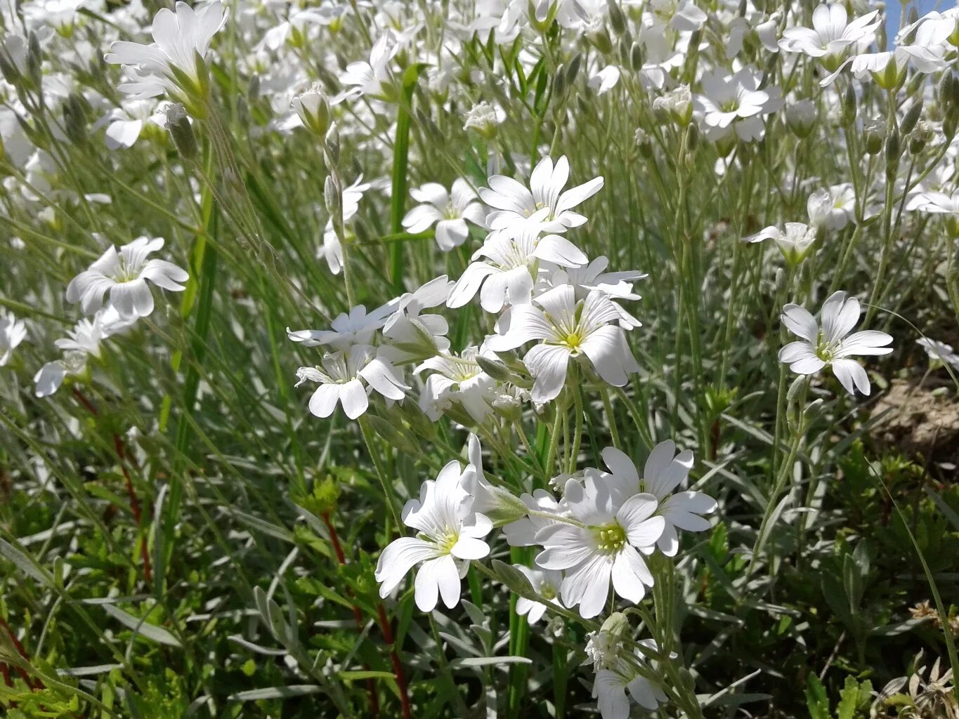 Ясколка многолетняя купить фото. Ясколка Биберштейна. Ясколка войлочная Биберштейна. Ясколка войлочная (Cerastium tomentosum). Ясколка шерстистая.