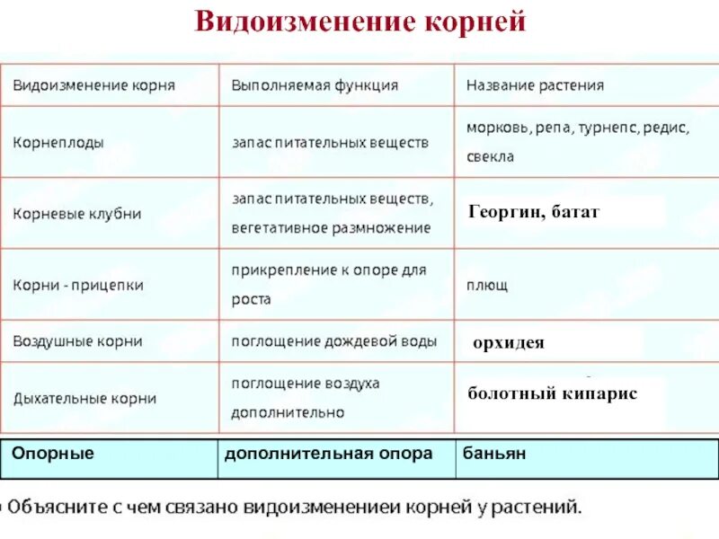 Видоизменение корня таблица 6 класс биология.