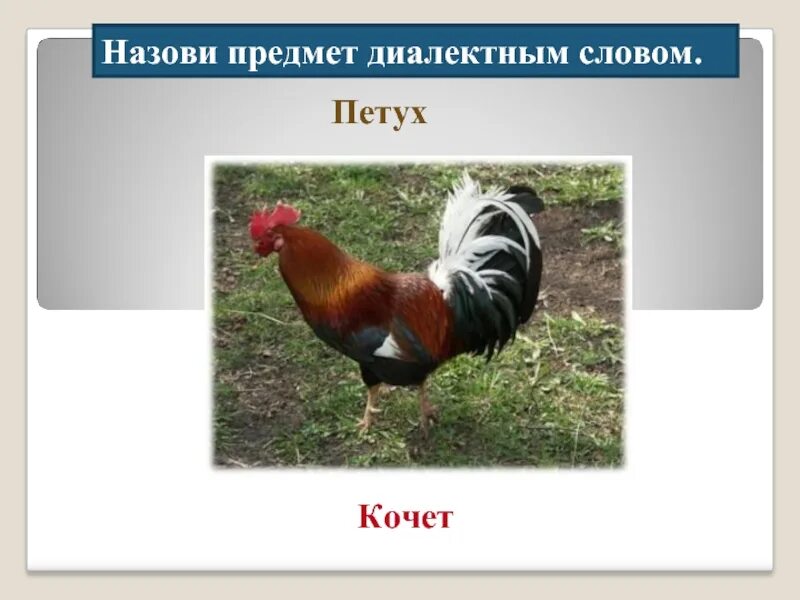 Слова кочет петух в южнорусских. Животные диалекты. Северные диалектные слова. Диалектизм кочет петух. Кочет птица.