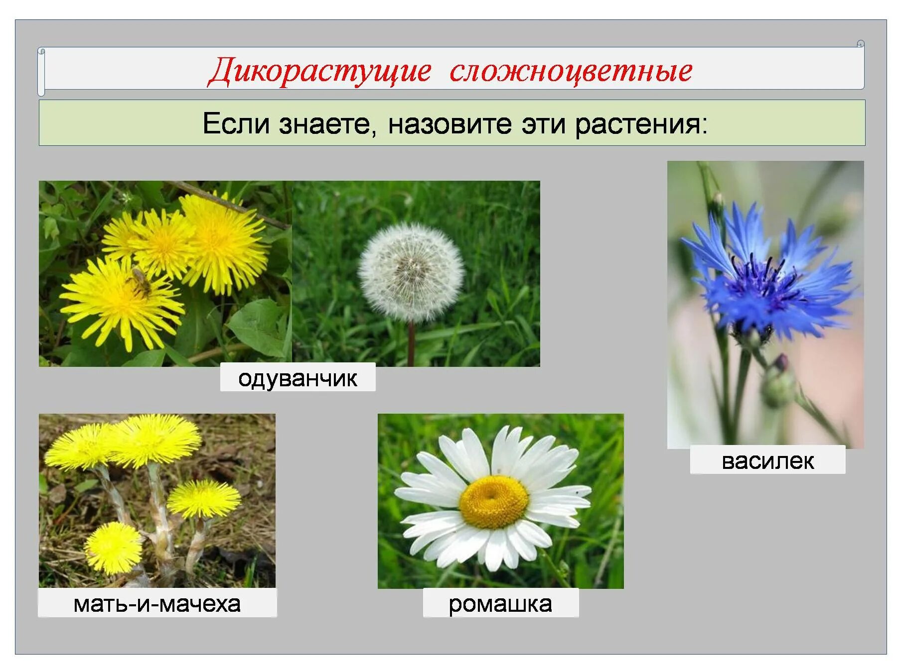 Названия растений семейства сложноцветных. Семейство Астровые дикорастущие растения. Сложноцветные растения одуванчик. Сложноцветные дикорастущие растения. Семейство Астровые. Одуванчик лекарственный.