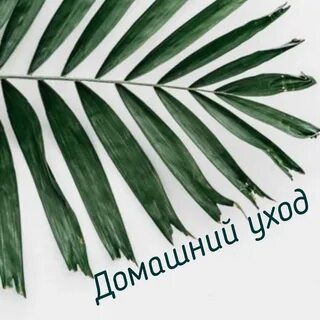 Тропические листья названия