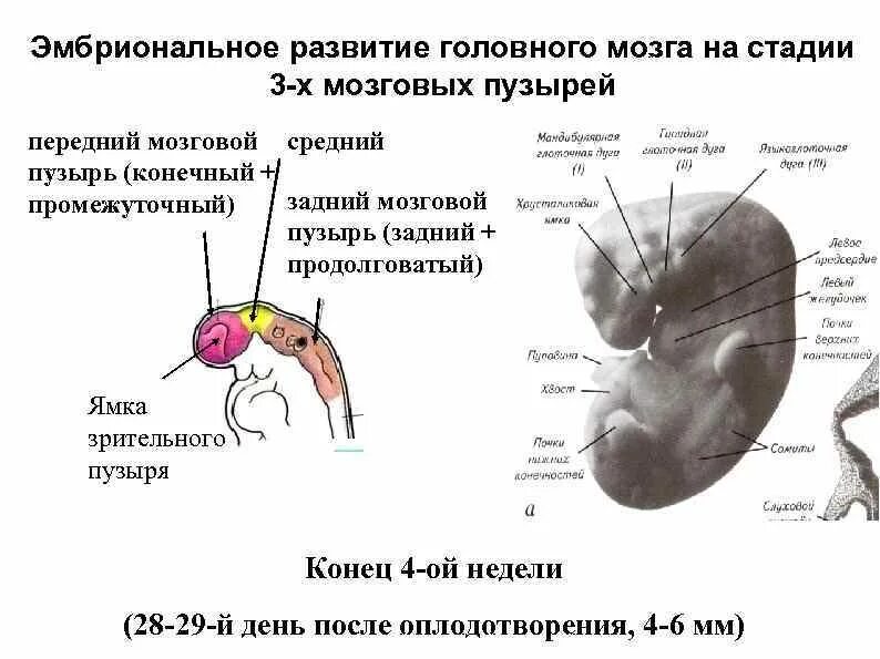 Внутриутробное развитие мозга. Развитие отделов головного мозга стадия трех пузырей. Головной мозг эмбриона на стадии 3 и 5 пузырей. Эмбриональное развитие. Стадии эмбрионального развития мозга.
