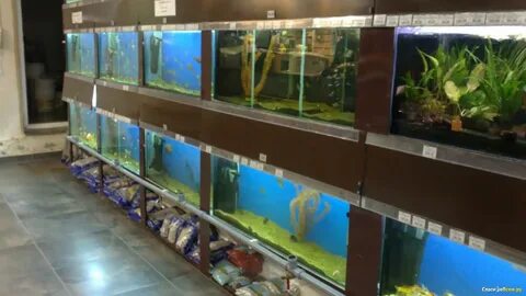 В зоомагазине в 6 аквариумах 54