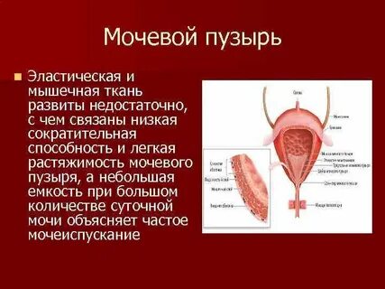 Почка мочевой пузырь установите соответствие