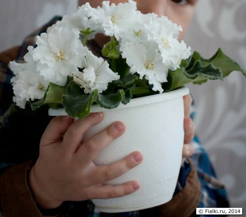 Шикарный мак фиалка фото. Сорт фиалки шикарный мак. Фиалка наталка. Сенполия ян наталка. Сорт фиалки ян наталка.