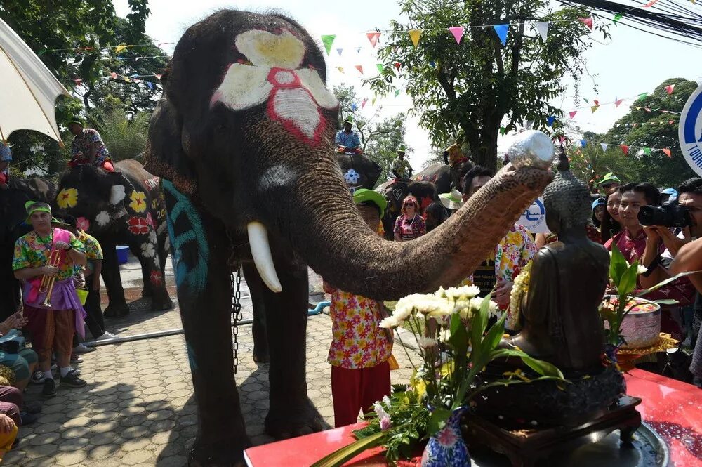 Каникулы в таиланде 2018. Сонгкран слоны. Праздник слона в Тайланде. Слоны на фестивале воды в Тайланде. Шествие слонов.