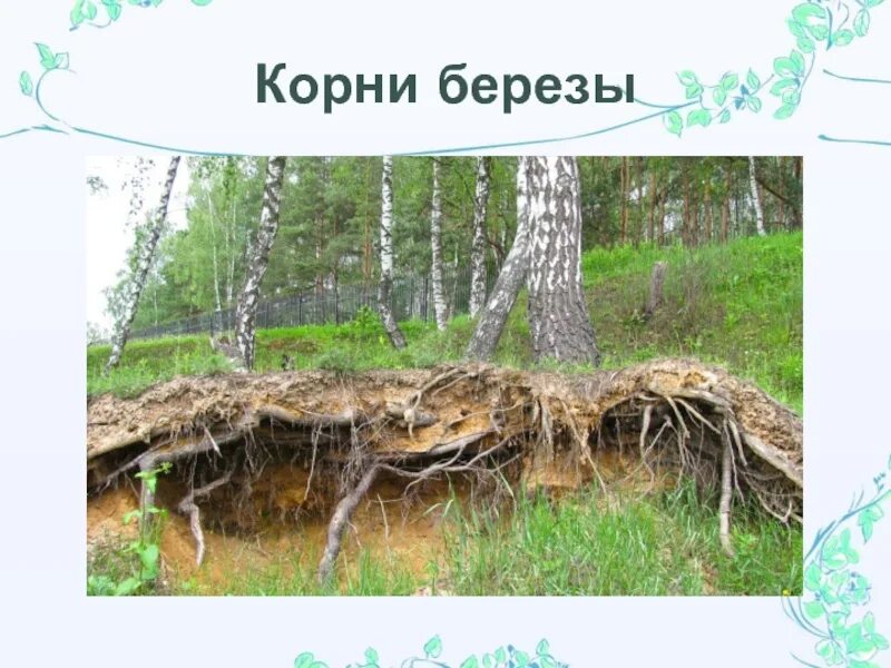 Корни березы