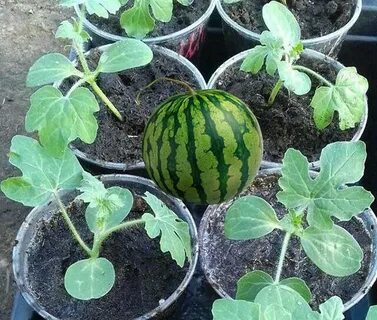 Можно ли вырастить арбуз из семечки