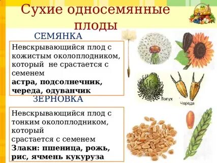 Плоды с сухим околоплодником примеры