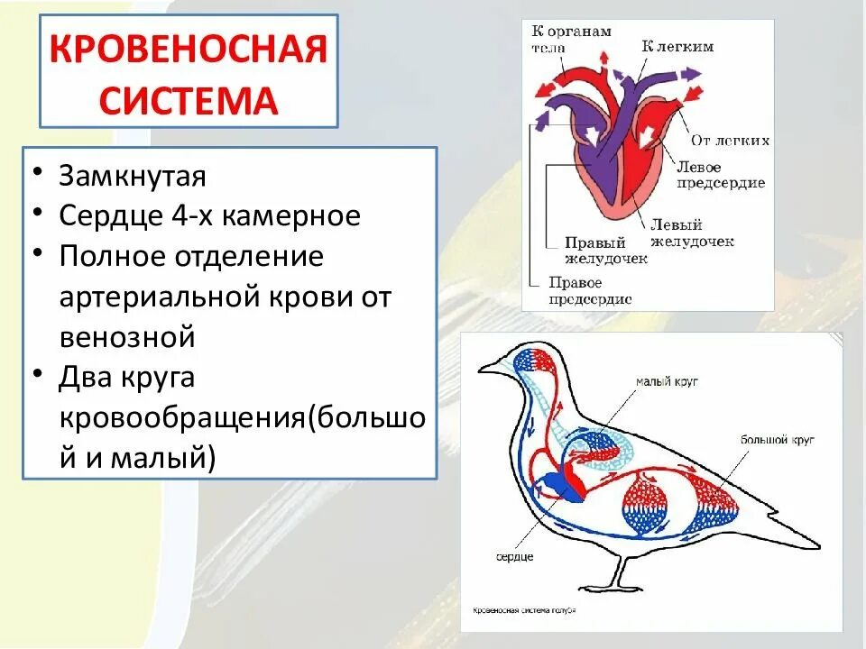 Кровеносная система птиц замкнутая