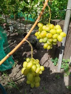 Виноград мускат медовый описание сорта фото отзывы