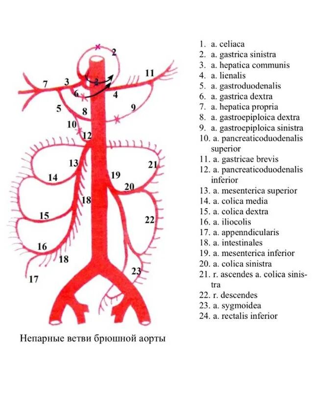 Висцеральные ветви брюшной аорты схема. Парные висцеральные ветви брюшной аорты схема. Ветви брюшной аорты схема анатомия. Ветви брюшной части аорты схема. Восходящий латынь