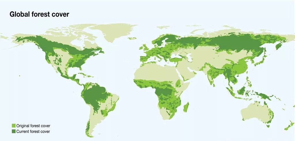 Global forests