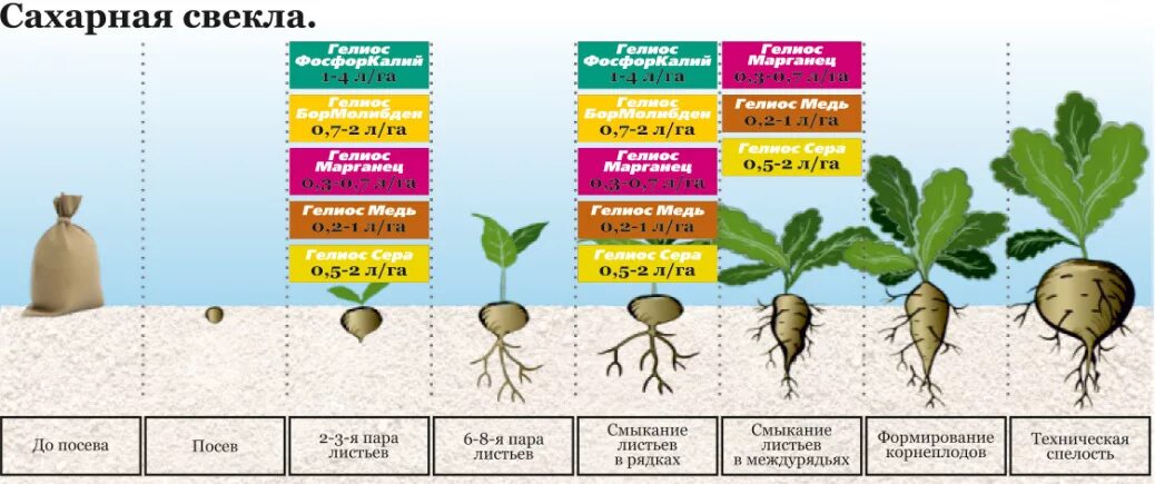 Сколько килограммов сахарной свеклы. Схема посева сахарной свеклы. Схема посадки сахарной свеклы. Фазы развития сахарной свеклы таблица. Удобрение сахарной свеклы.