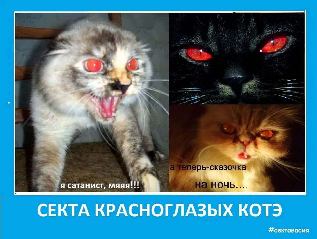 Секта кошек. Кот сектант. Кот сектант. Кошачья секта. Коты сектанты.