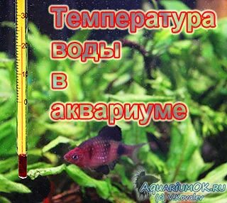 Градусы в аквариуме