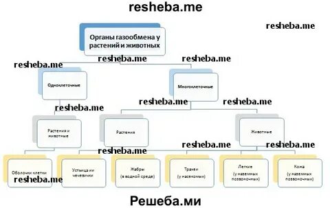 Заполните схему многообразие животных