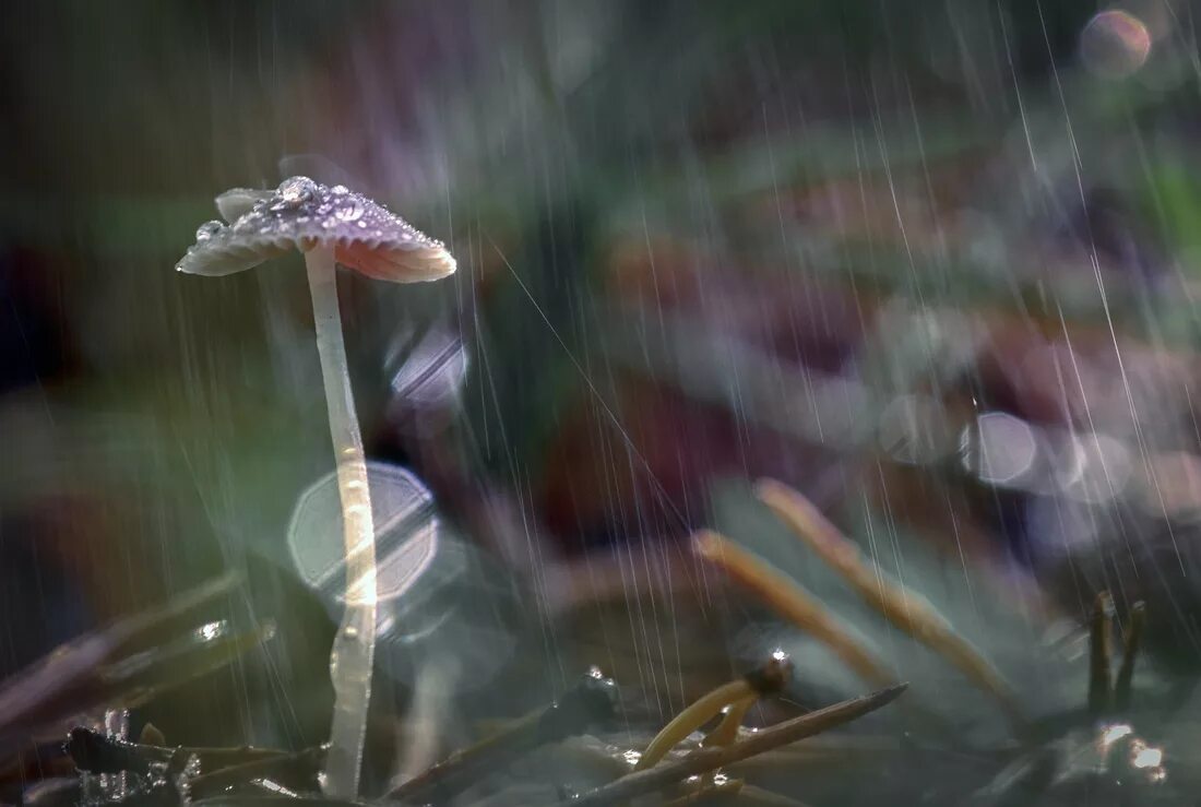 где то идут грибные дожди слушать