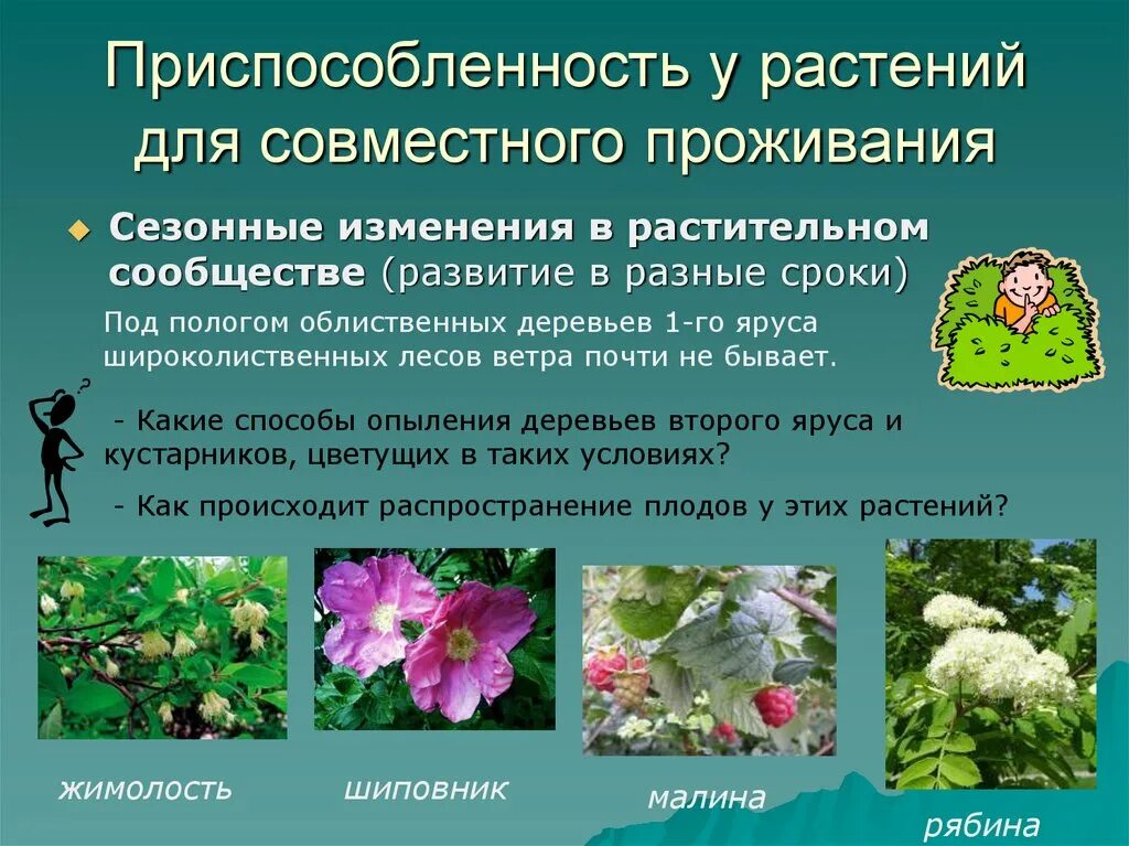 Сообщество изменения. Приспособленность у растений для совместного проживания. приспособленность растений. растительные сообщества. растительное сообщество растений.