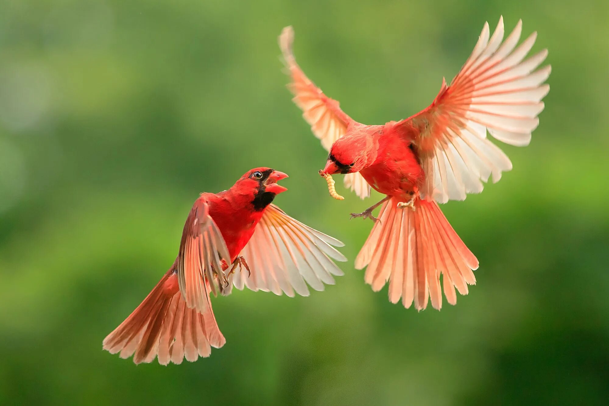 Птица вспорхнула с ветки. Кардинал птица. Красивые птицы. Красивая птица в полете. Красный Кардинал в полете.