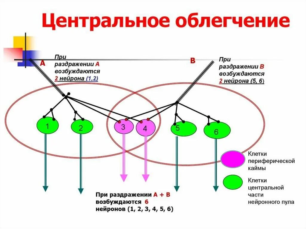 Отдел облегчение. Окклюзия и облегчение физиология. центральная окклюзия физиология. принцип пространственного облегчения физиология. центральное облегчение и окклюзия.
