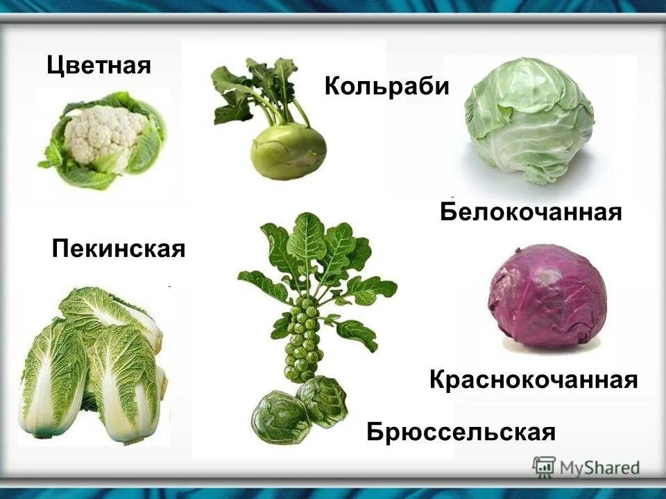 капуста цветная брокколи кольраби. крестоцветные капуста белокочанная. кольраби презентация. крестоцветные кольраби. части растениями кольраби.