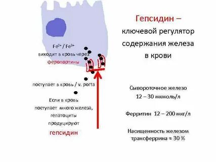 Гепсидин